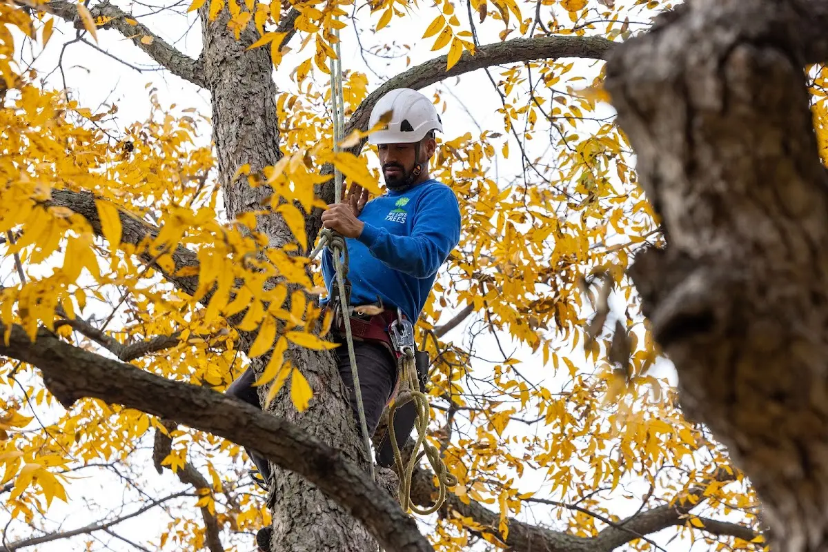 Skilled Storm Damage Cleanup crew working in Magnet